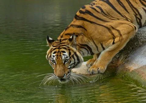 Thirsty Tiger Foto stock