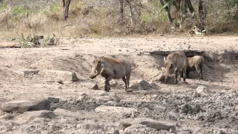 Thirsty warthogs looking for water and mud in the dry season Stock Footage 264005677