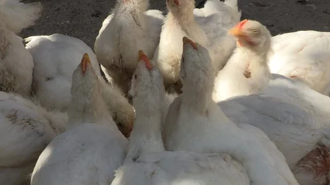 Thirsty white chickens drinking water in free-range farm Stock Footage 91848117