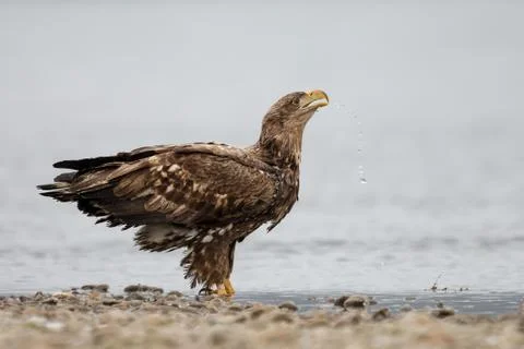 Thirsty white-tailed eagle standing in river in spring and drinking Stock Photos