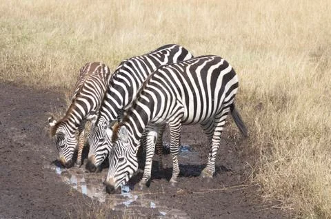Thirsty Zebras Stock Photos