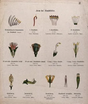 Thirteen examples of different types and arrangements of flower stamens. Ch.. Stock Illustration