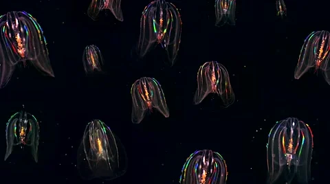 Thirteen glowing Jellyfish float through the Atlantic Ocean. Stock Footage 46492538
