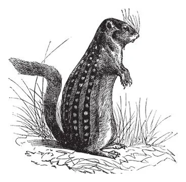 Thirteen-lined ground squirrel or Ictidomys tridecemlineatus vintage engravin Stock Illustration