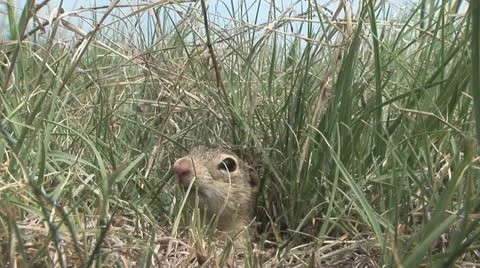 Thirteen-Lined Ground Squirrel Popping Out Of Burrow 動画素材 11631858