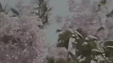 Thirty-eighth parallel. DPRK 1981  (126) Stock Footage 264576858