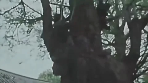 Thirty-eighth parallel. DPRK 1981  (24) Stock-Footage 264577966