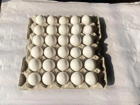 Thirty peas egg 写真素材