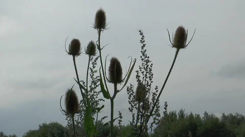 Thistle 1 Stock Footage 40688656