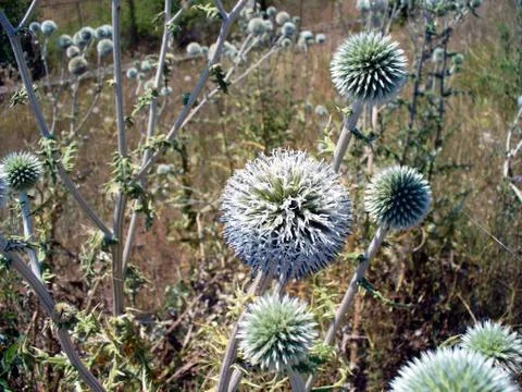 Thistle-2 Stock Photos
