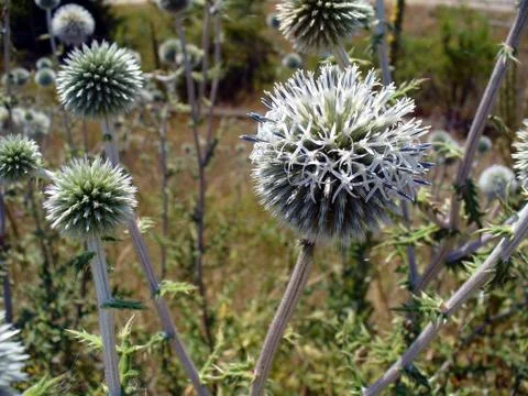 Thistle-2 Stock Photos