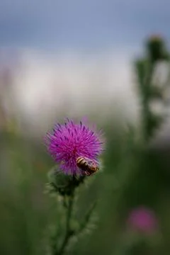 Thistle and Bee Stock Photos