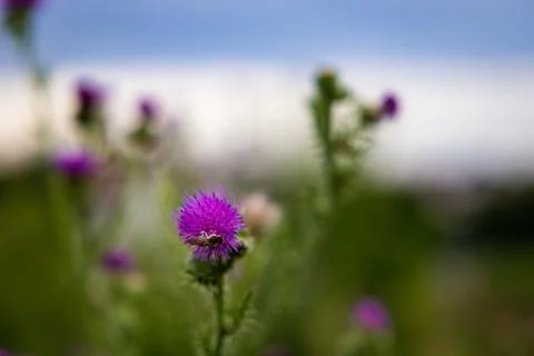 Thistle and Bee Stock Photos