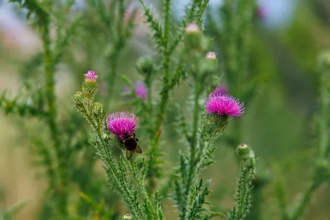 Thistle and Bee Stock Photos