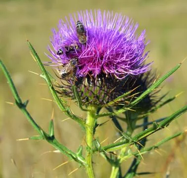 Thistle and bees Stock Photos