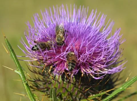Thistle and bees Stock Photos