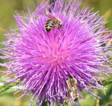 Thistle and bees Stock Photos