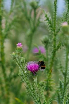 Thistle and Bumblebee Stock Photos
