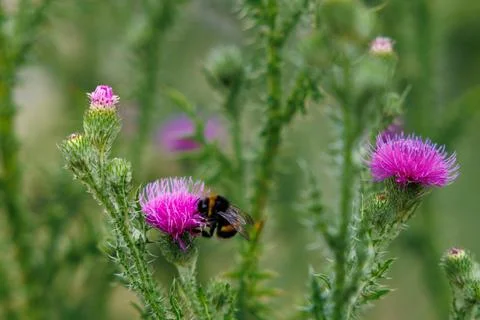 Thistle and Bumblebee Stock Photos