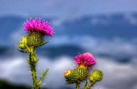 Thistle and clouds 写真素材