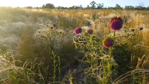 Thistle and feather grass. Video stock 105327032