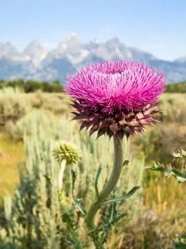 Thistle and Tetons Stock Photos
