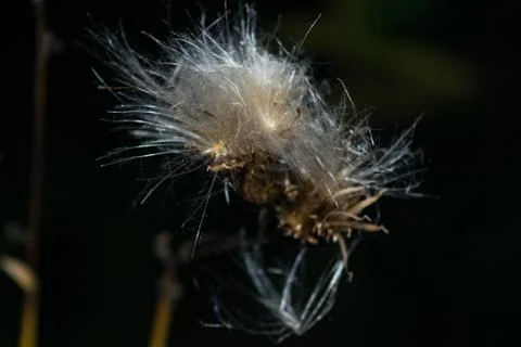 Thistle in autumn Stock Photos
