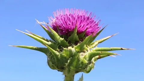 Thistle on a background of blue sky. Stock Footage 109540537