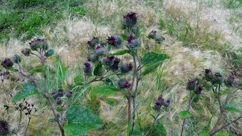 Thistle on a background Video stock 115621771