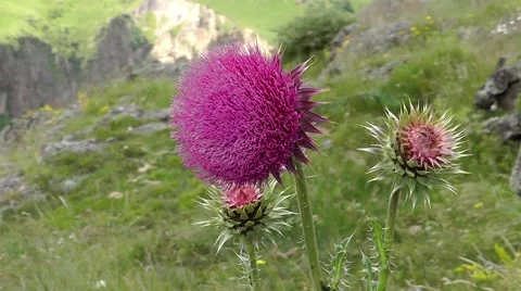  thistle on a background of mountain landscape Stock Footage 62293534