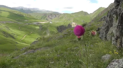 Thistle on a background of mountain landscape Stock Footage 62296462