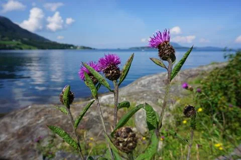 Thistle on the background of the sea Foto stock