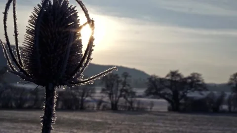 Thistle in Backlight – Winter Landscape with Sun – 4K Cinematic 動画素材 320175837