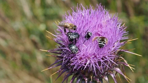 Thistle bees and insects Stock Footage 114188467