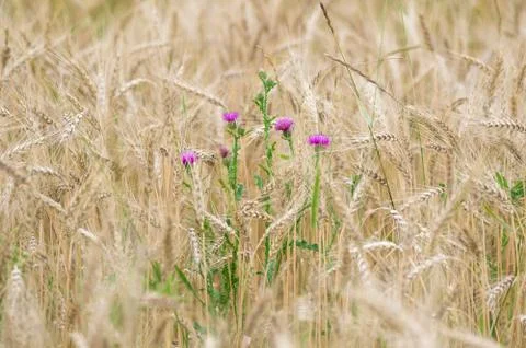 Thistle between wheat crops Stock Photos