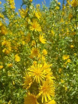 Thistle in bloom - a beautiful backdrop Stock Photos