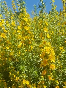 Thistle in bloom a sight to behold Foto stock