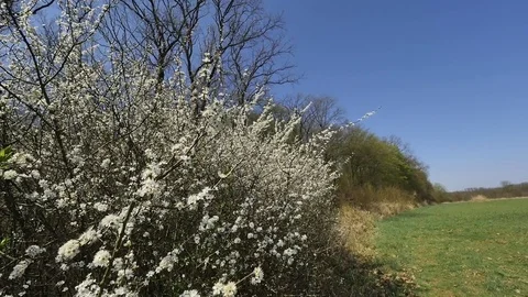 Thistle blooming shrubs Stock Footage 80484215