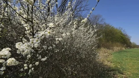 Thistle blooming shrubs Stock Footage 80484777