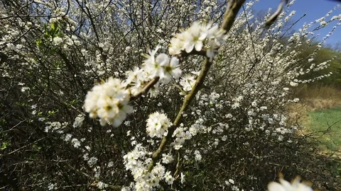 Thistle blooming shrubs Stock Footage 80485161