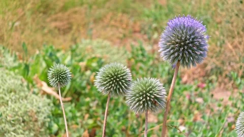 Thistle blooms stand tall in wild meadow Stock Footage 341774847