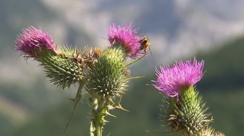 Thistle blossom with bee Stock Footage 59318396