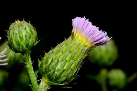Thistle blossom Stock Photos
