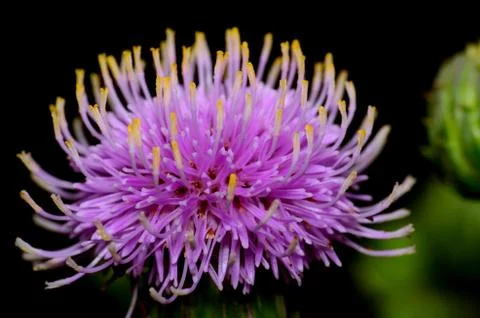 Thistle blossom Stock Photos