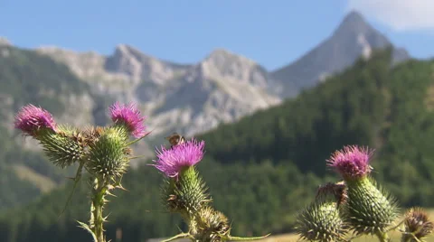 Thistle blossoms with bee with mountain massive in the background Video stock 59318537