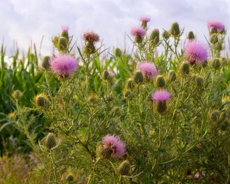 Thistle Blossoms Stock Photos