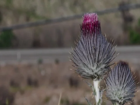 Thistle blowing Stock Footage 75812038