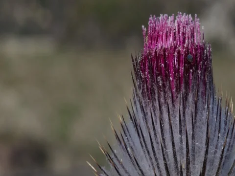 Thistle blowing 스톡 동영상 75812375