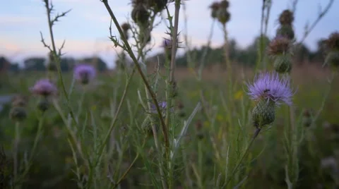 Thistle Blowing in the wind Stock Footage 67543032