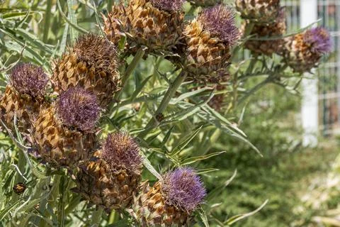 Thistle on blue sky background Stock Photos